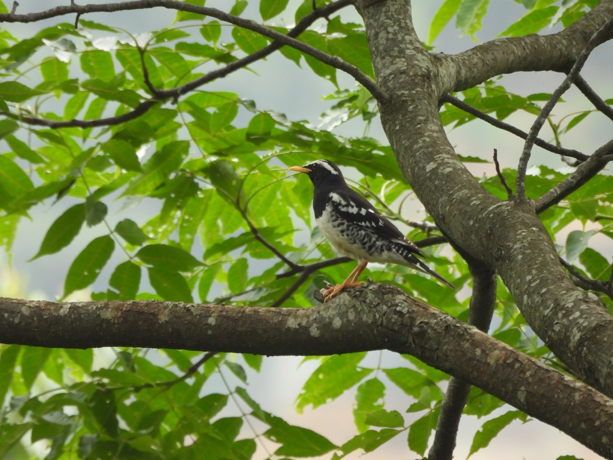 Pied Thrush - ML620818281