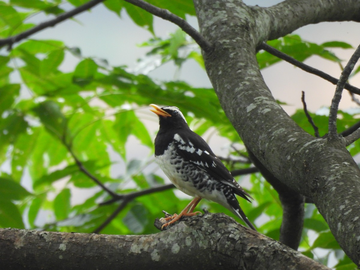 Pied Thrush - ML620818282