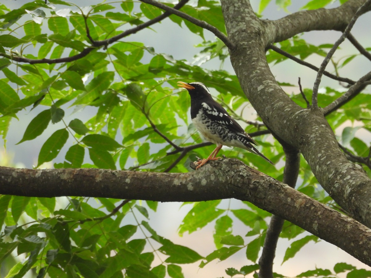 Pied Thrush - ML620818283