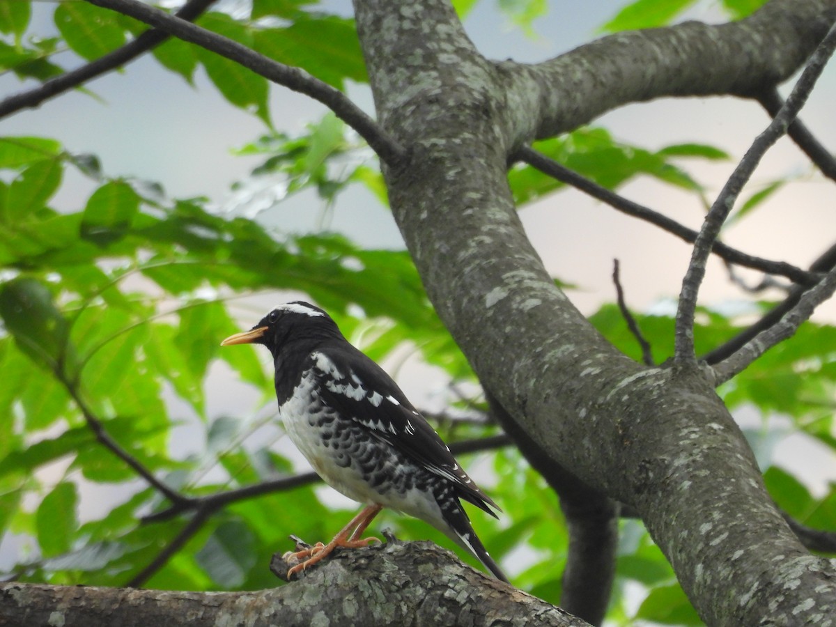 Pied Thrush - ML620818284