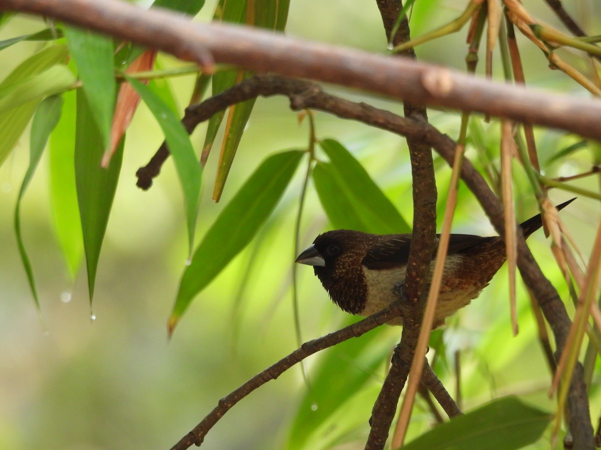 White-rumped Munia - ML620818287