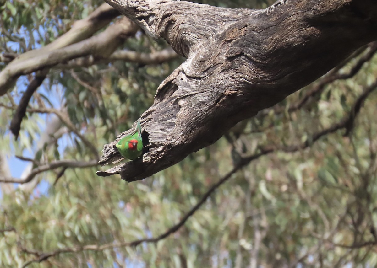 Little Lorikeet - ML620818291