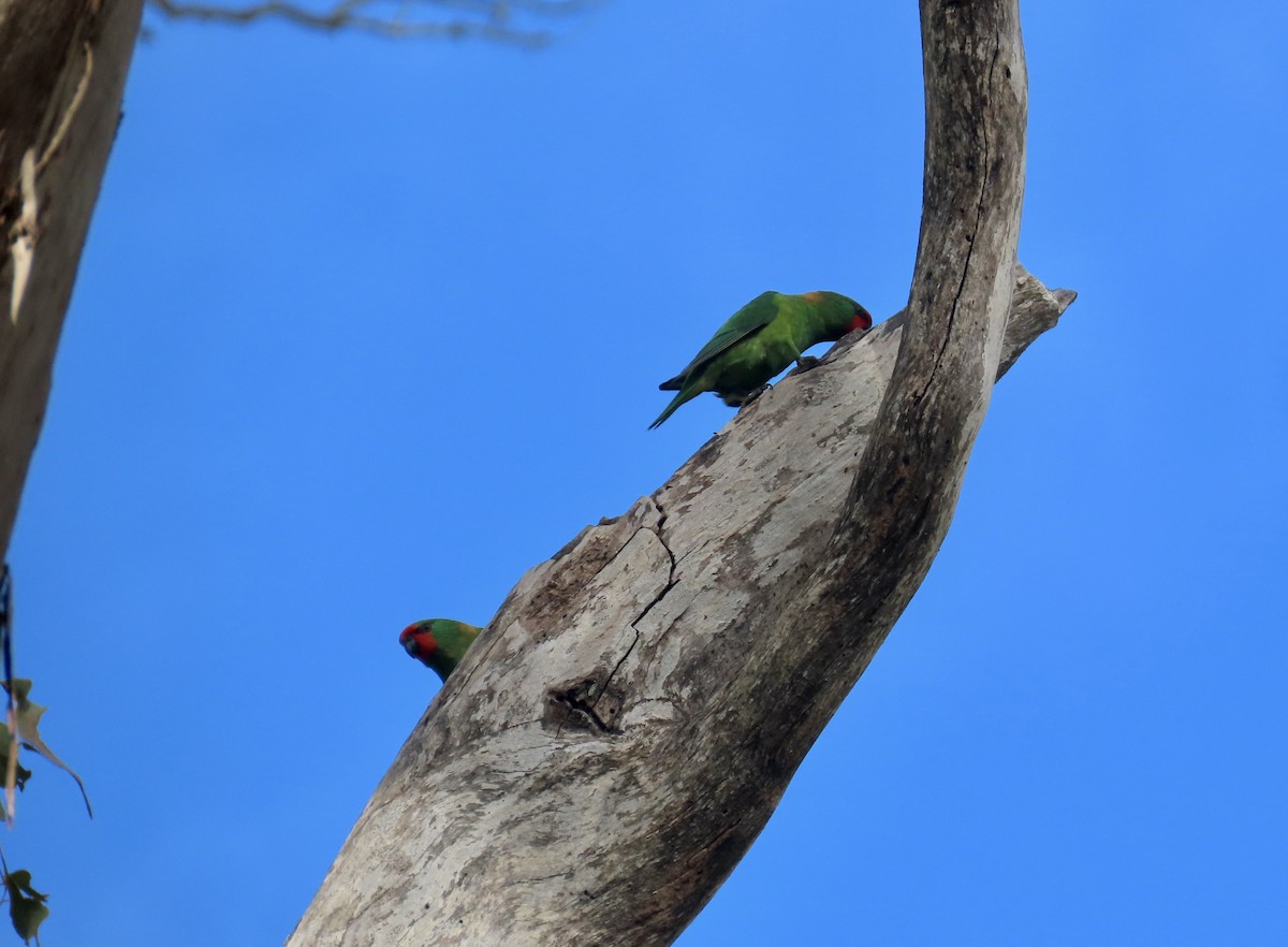 Little Lorikeet - ML620818292