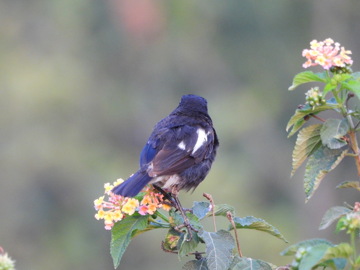 Pied Bushchat - ML620818293