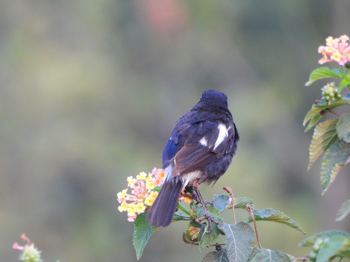 Pied Bushchat - ML620818294