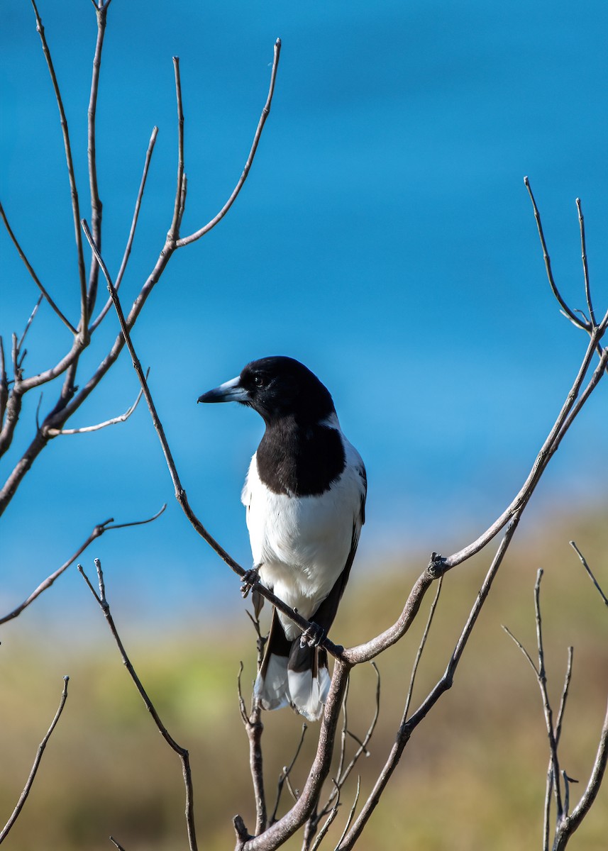 Pied Butcherbird - ML620818297