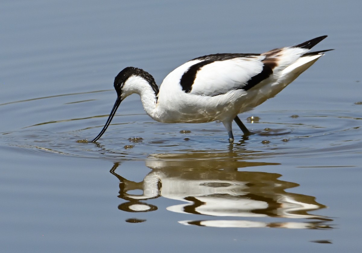 Pied Avocet - ML620818298