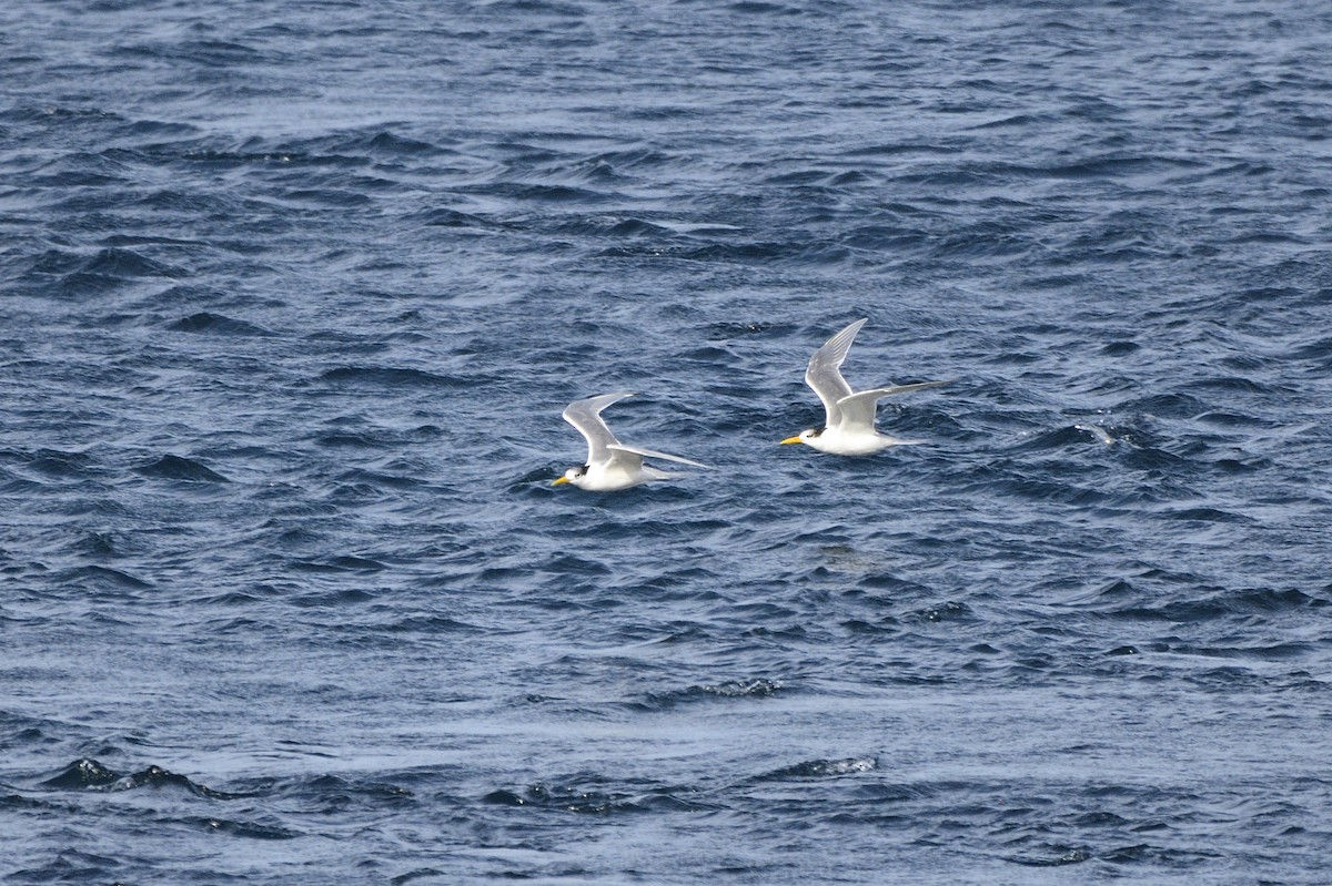 Great Crested Tern - ML620818299