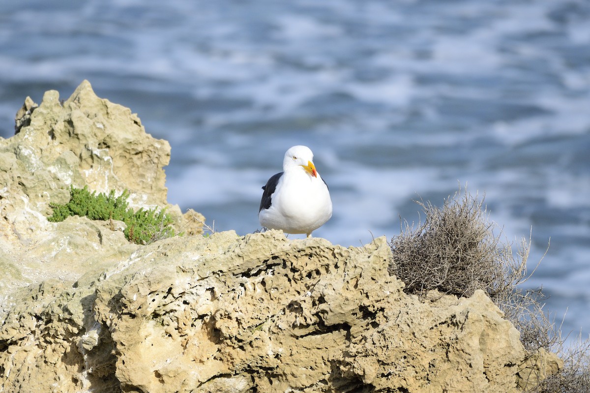 Gaviota de Tasmania - ML620818300