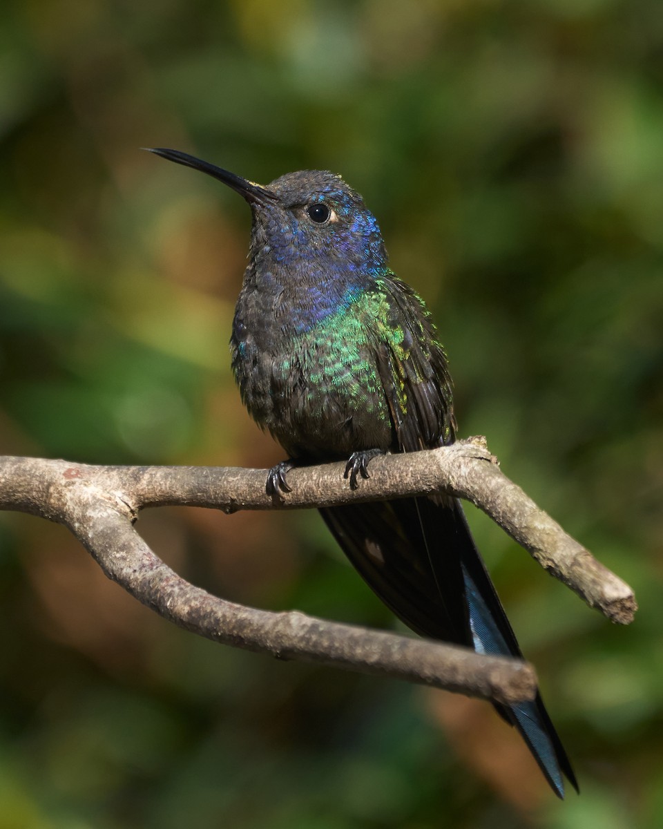 Colibri hirondelle - ML620818303