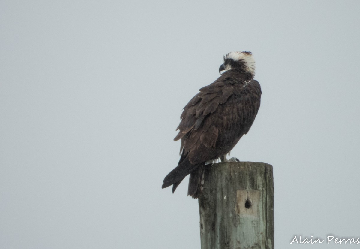 Osprey - ML620818304