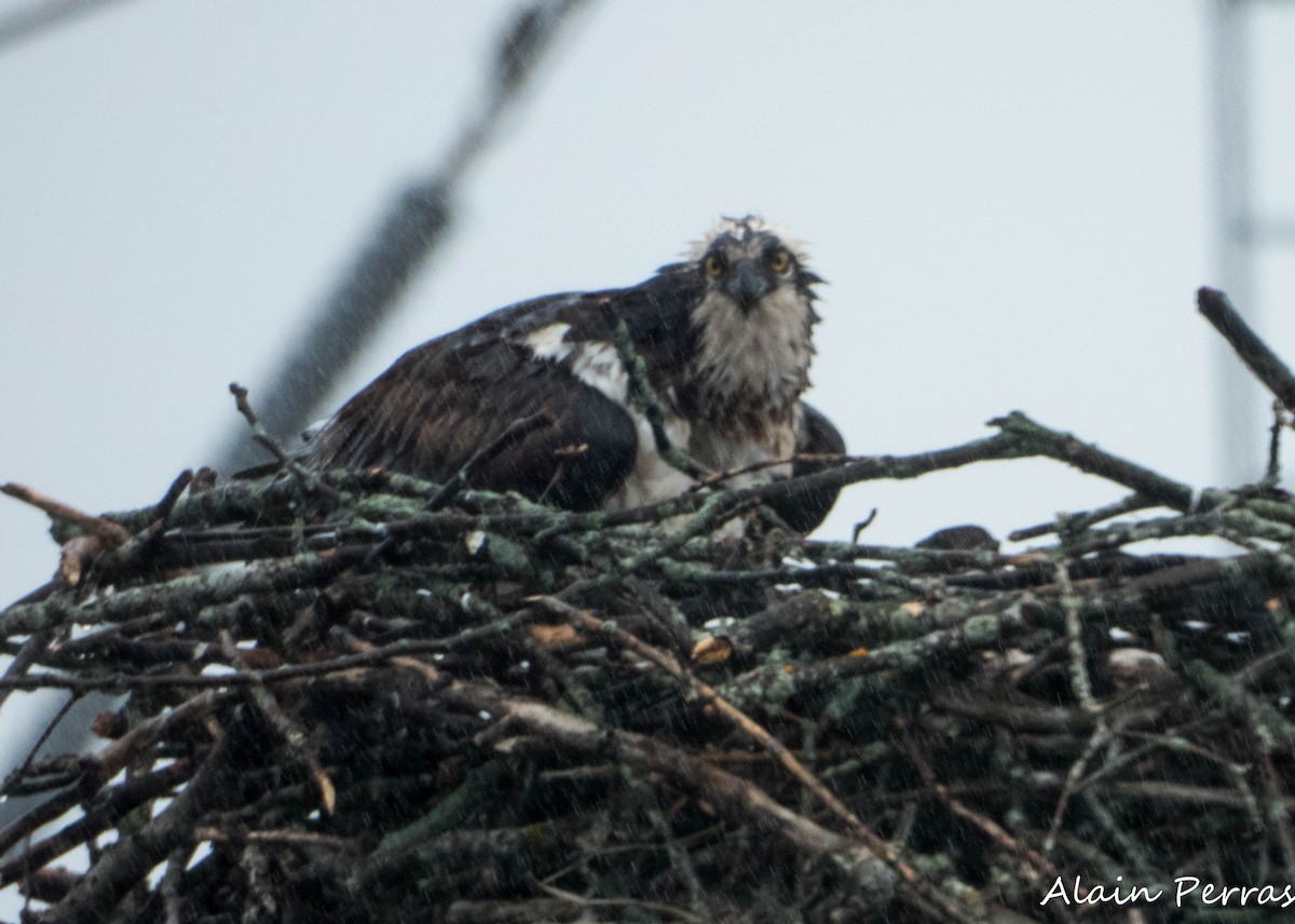 Osprey - Alain Perras