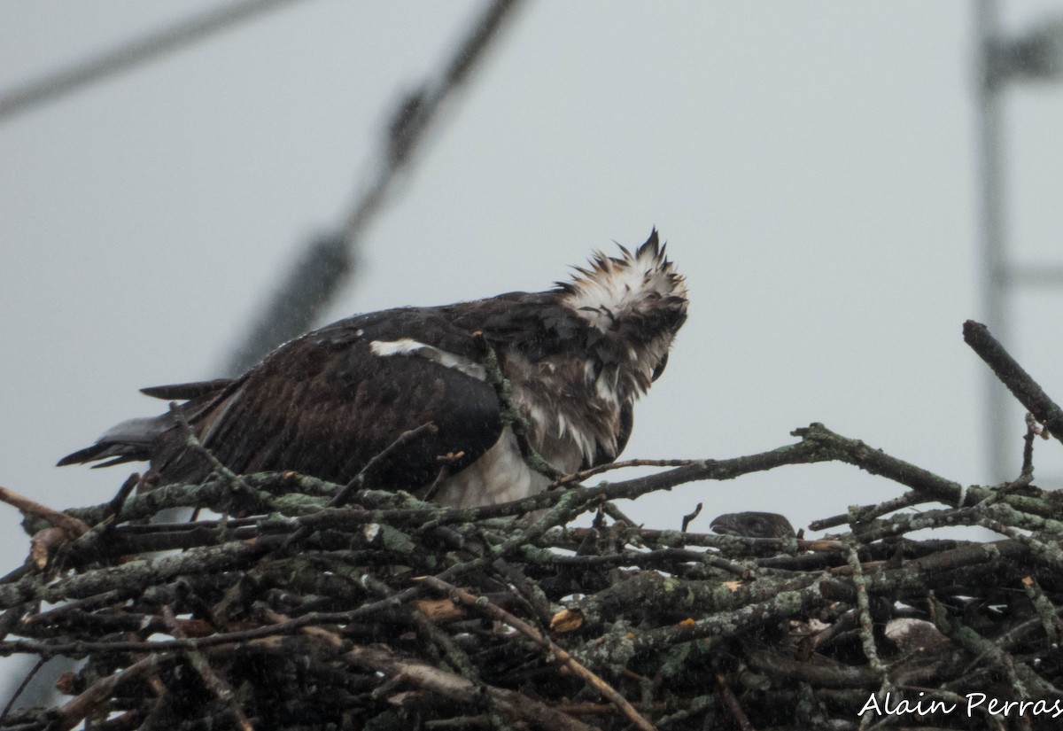 Osprey - ML620818306