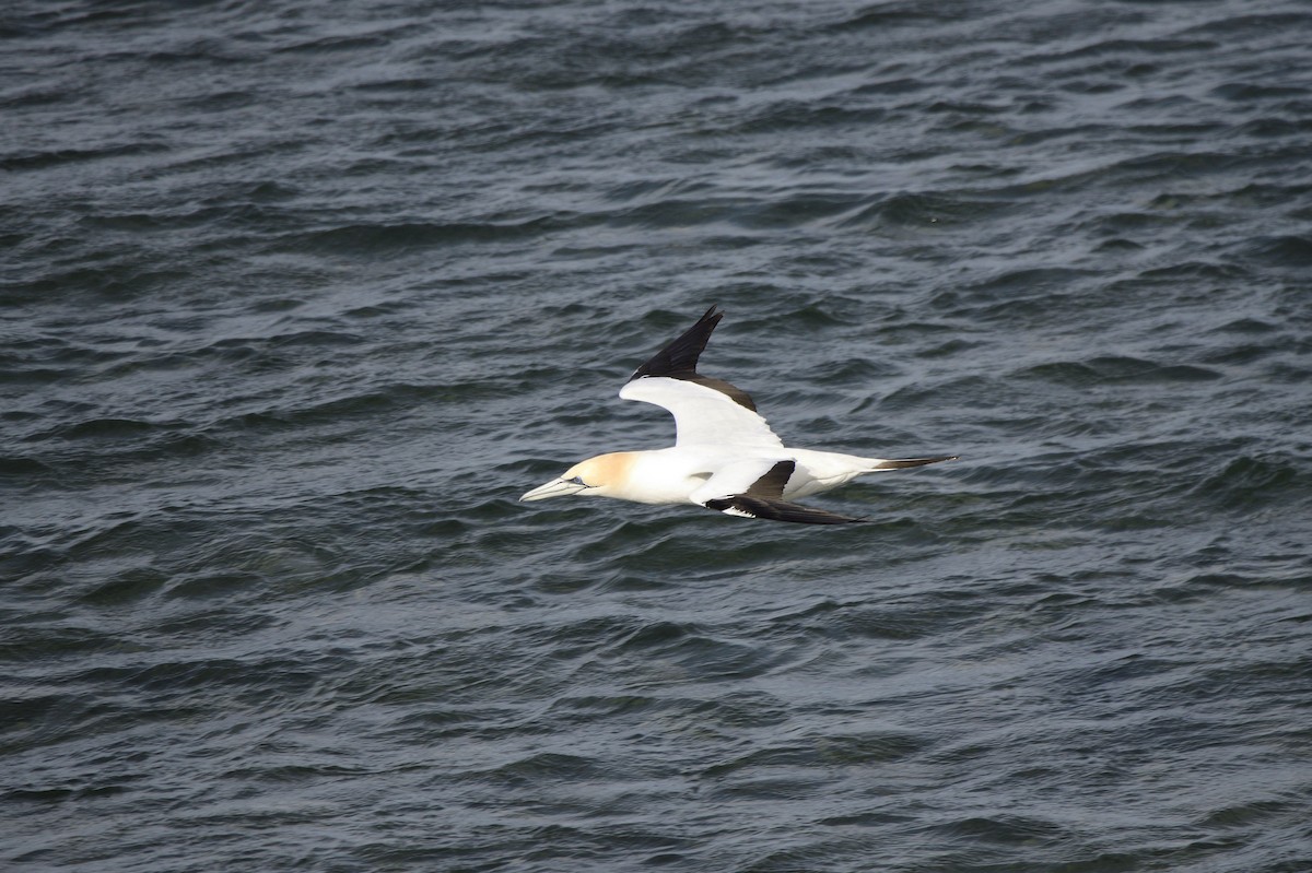 Australasian Gannet - ML620818311