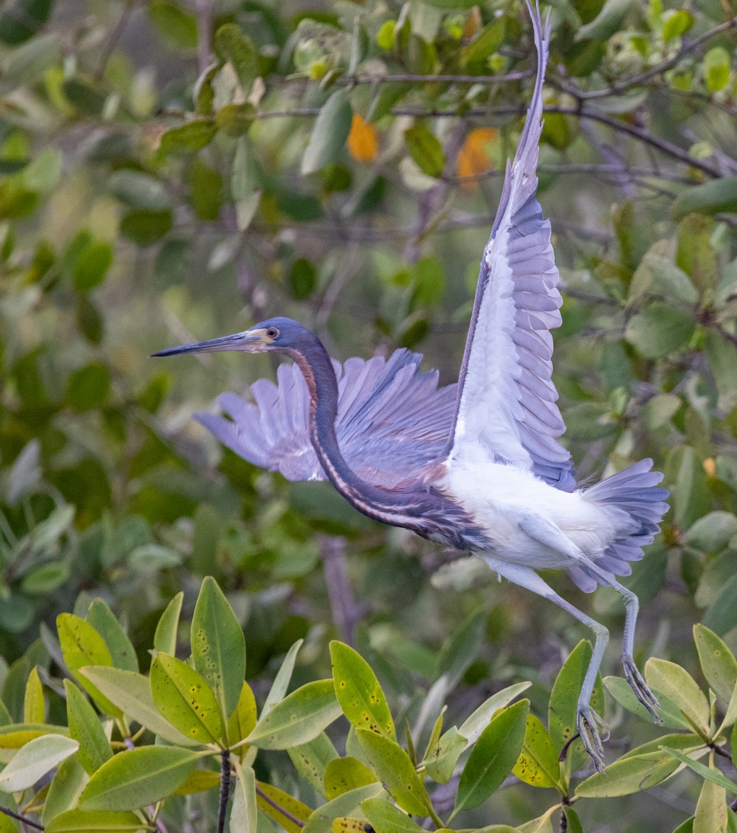 Tricolored Heron - ML620818313