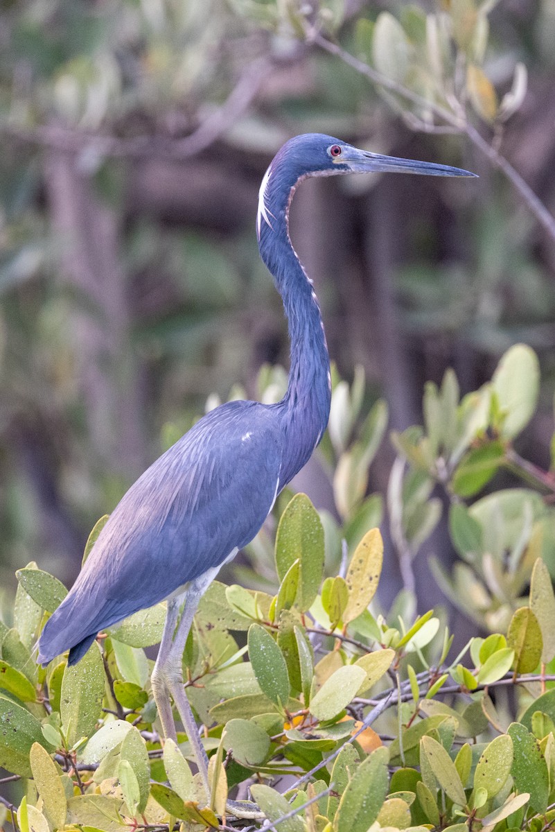 Tricolored Heron - ML620818314