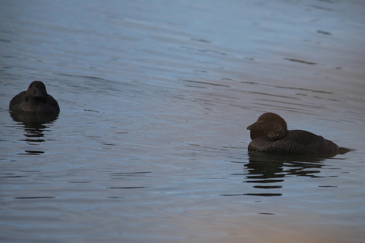 Musk Duck - ML620818319