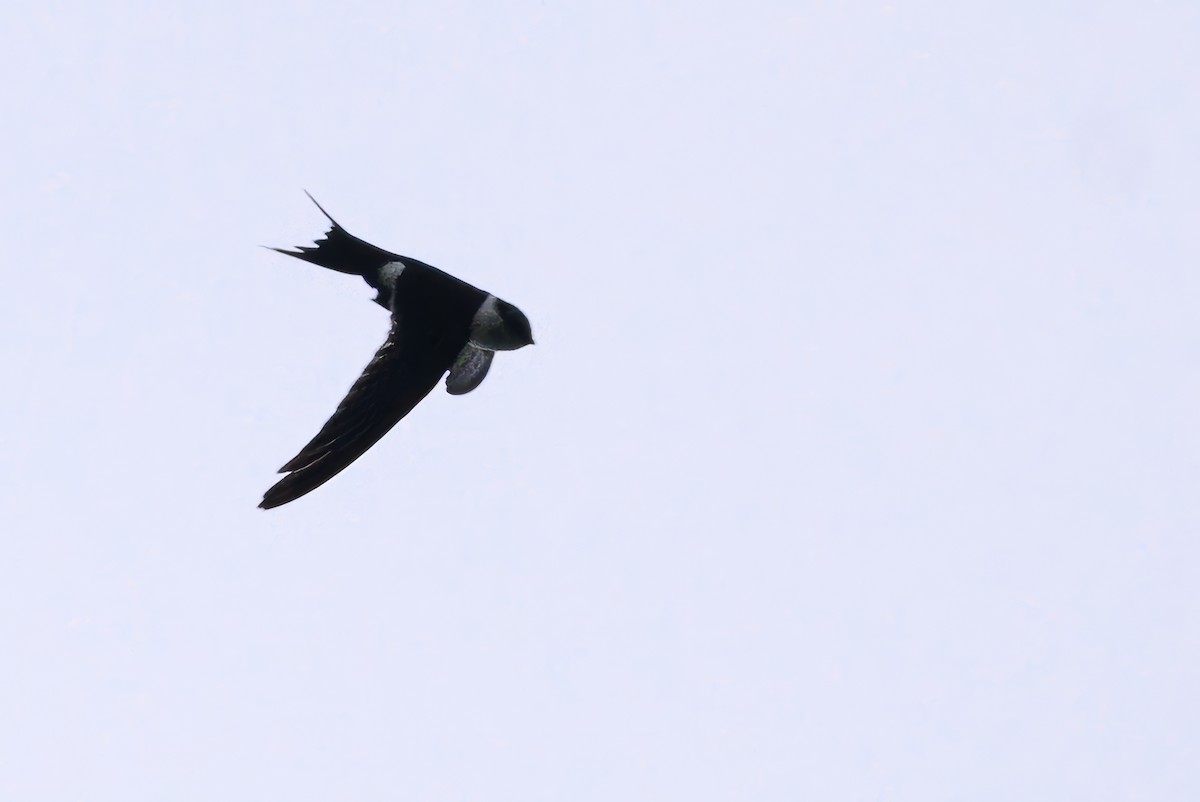 Lesser Swallow-tailed Swift - ML620818320