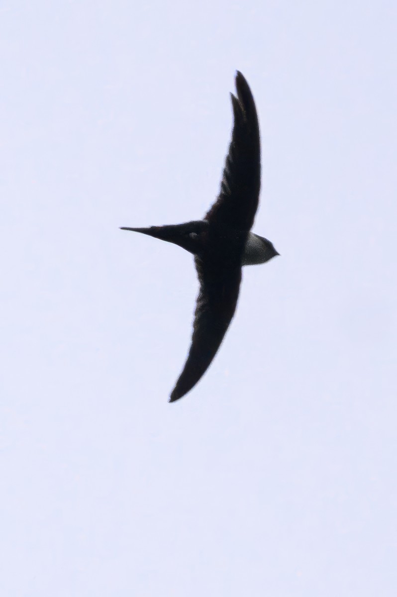 Lesser Swallow-tailed Swift - ML620818321