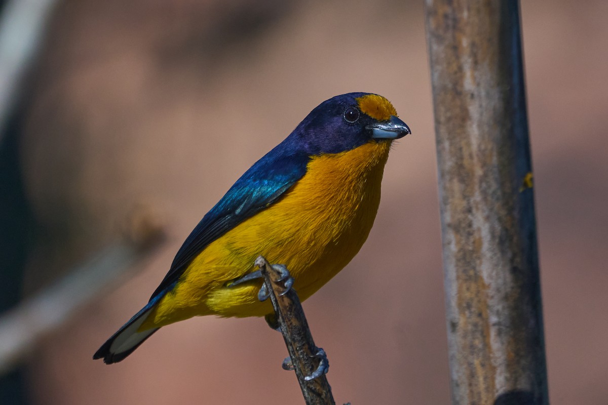 Violaceous Euphonia - ML620818323