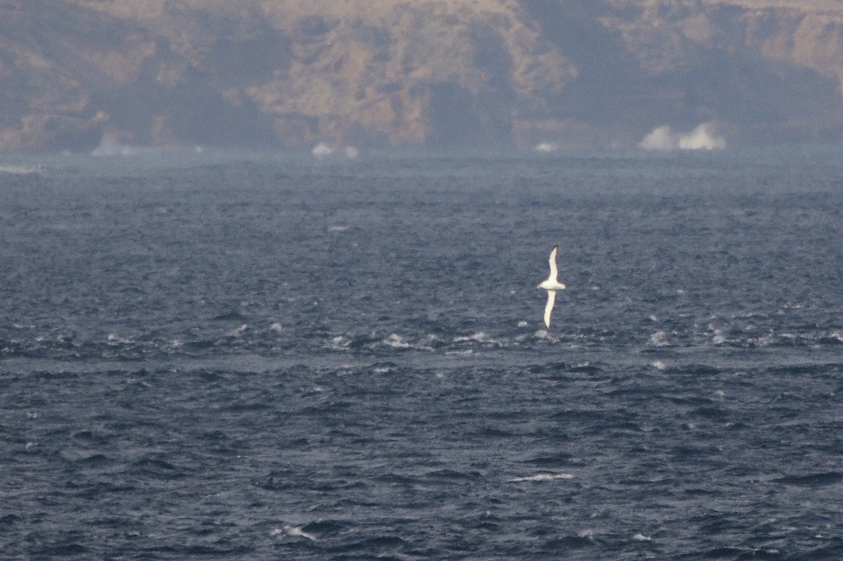 White-capped Albatross - ML620818324