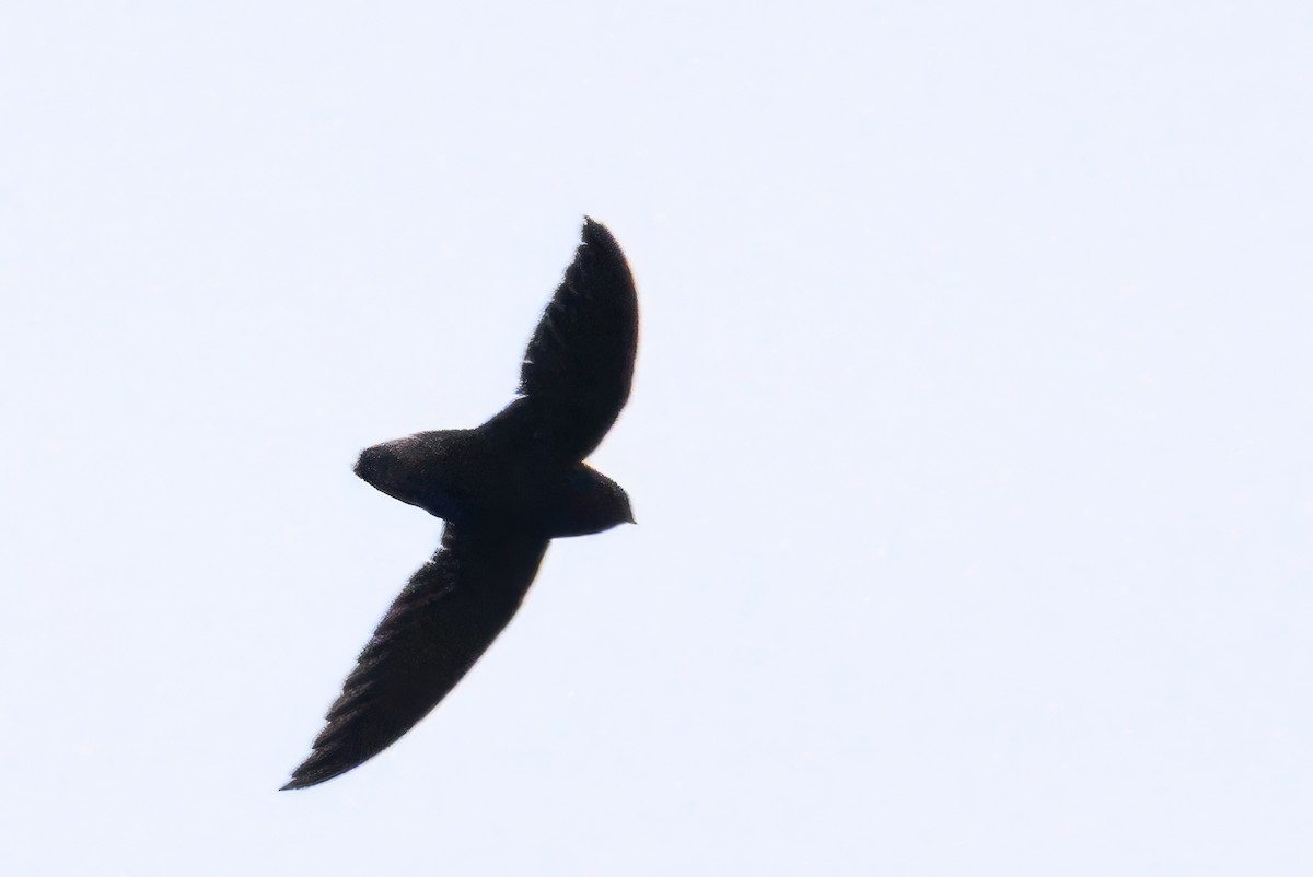 Short-tailed Swift - ML620818327