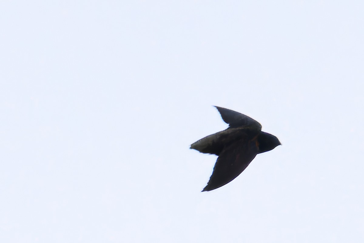 Short-tailed Swift - ML620818328