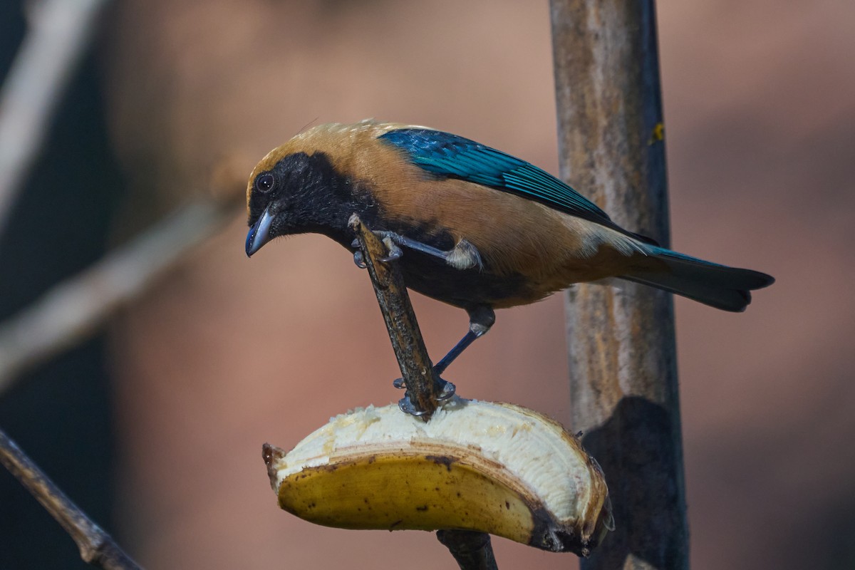 Burnished-buff Tanager - ML620818329