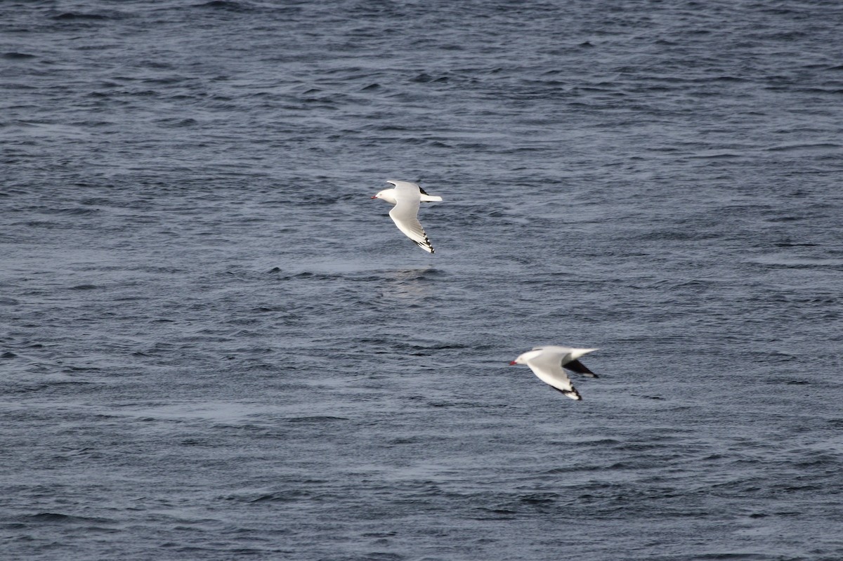 Gaviota Plateada - ML620818332