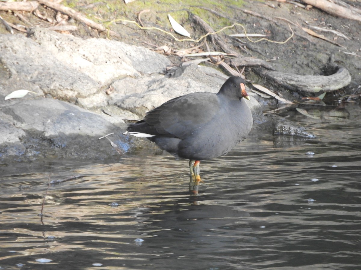 Dusky Moorhen - ML620818334