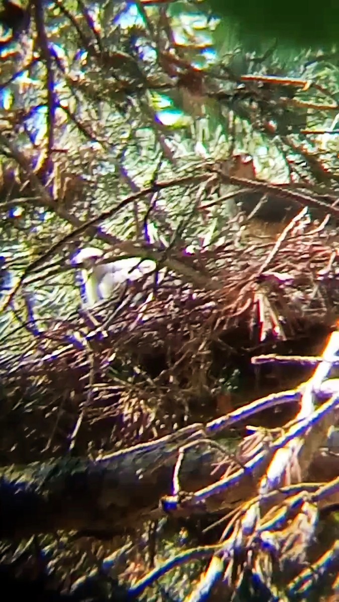 Eurasian Sparrowhawk - ML620818342