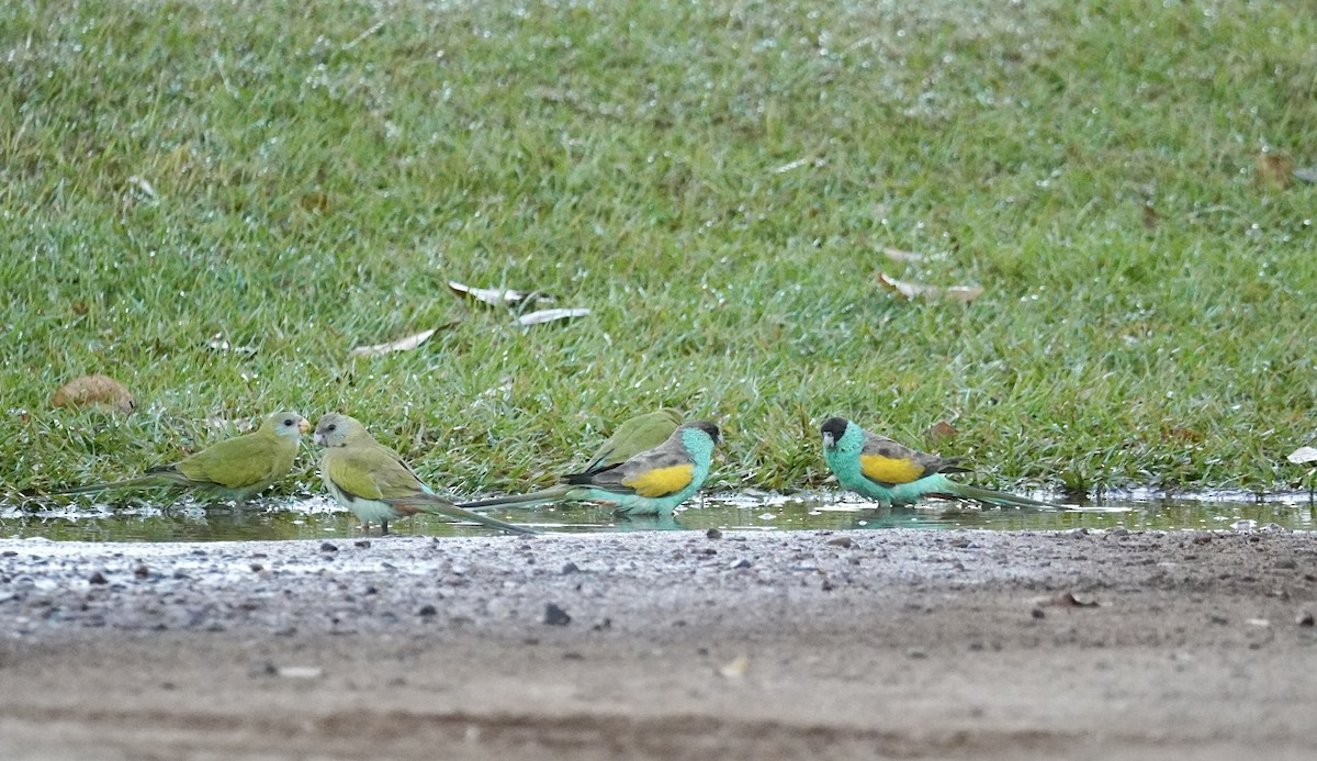 Hooded Parrot - ML620818344