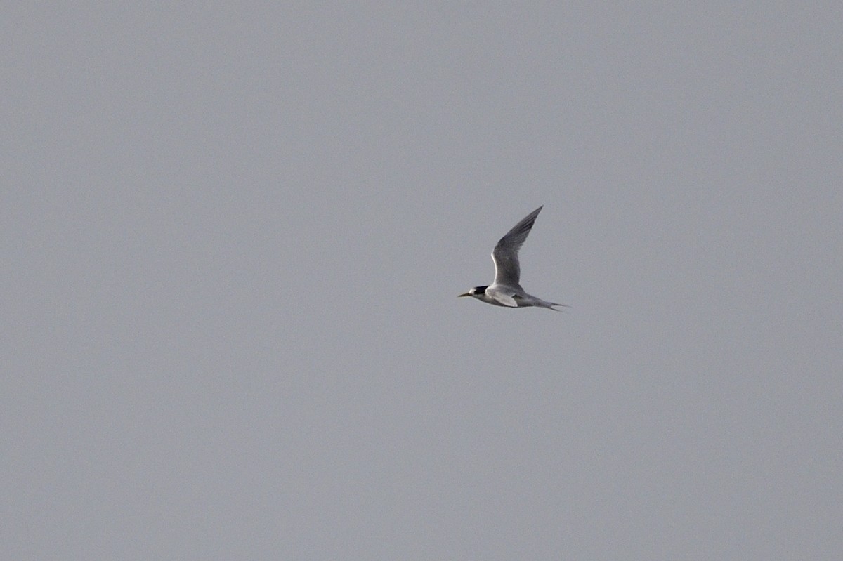 Great Crested Tern - ML620818345