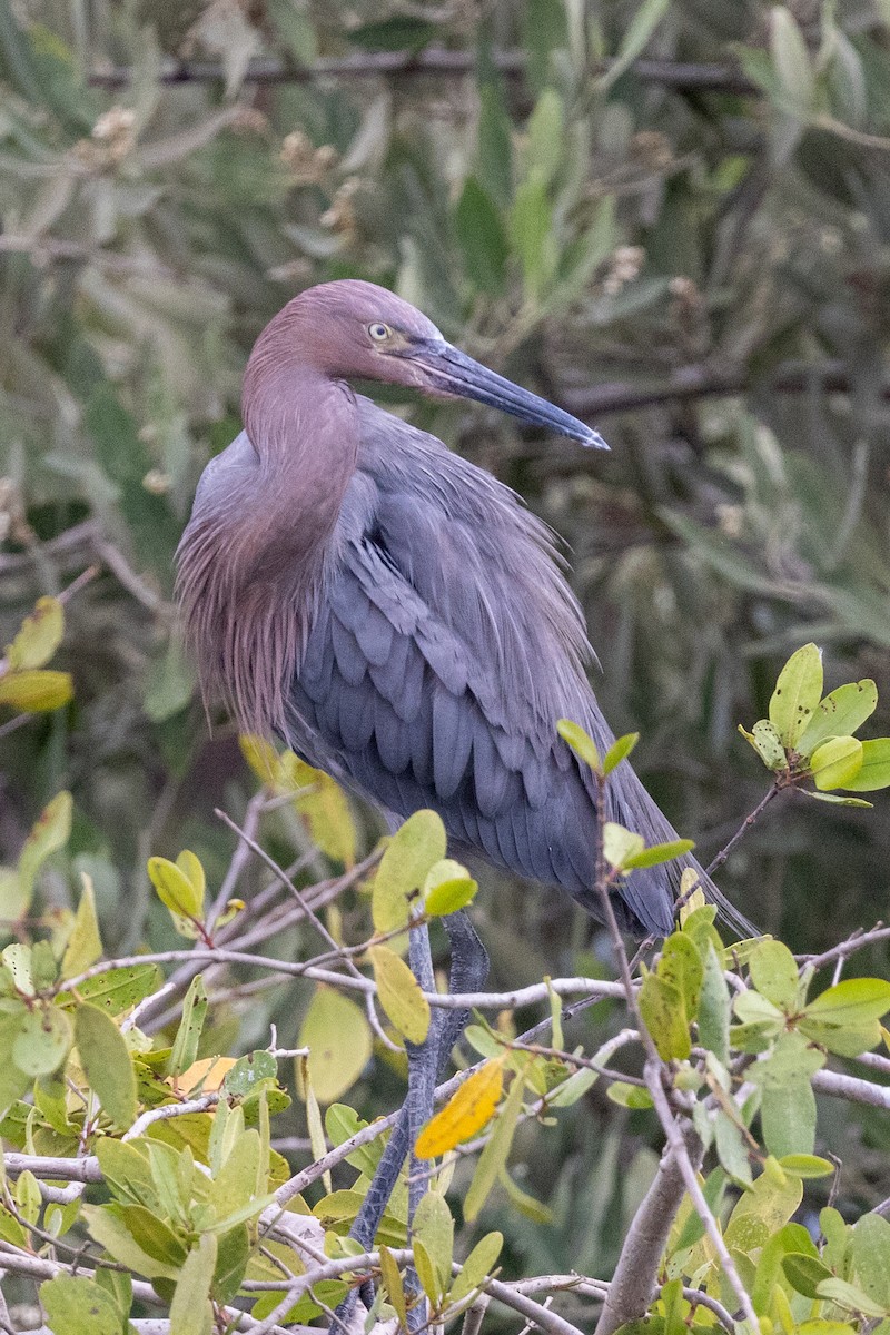 Reddish Egret - ML620818347