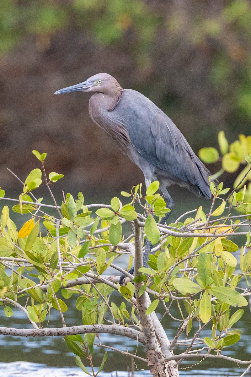 Reddish Egret - ML620818348