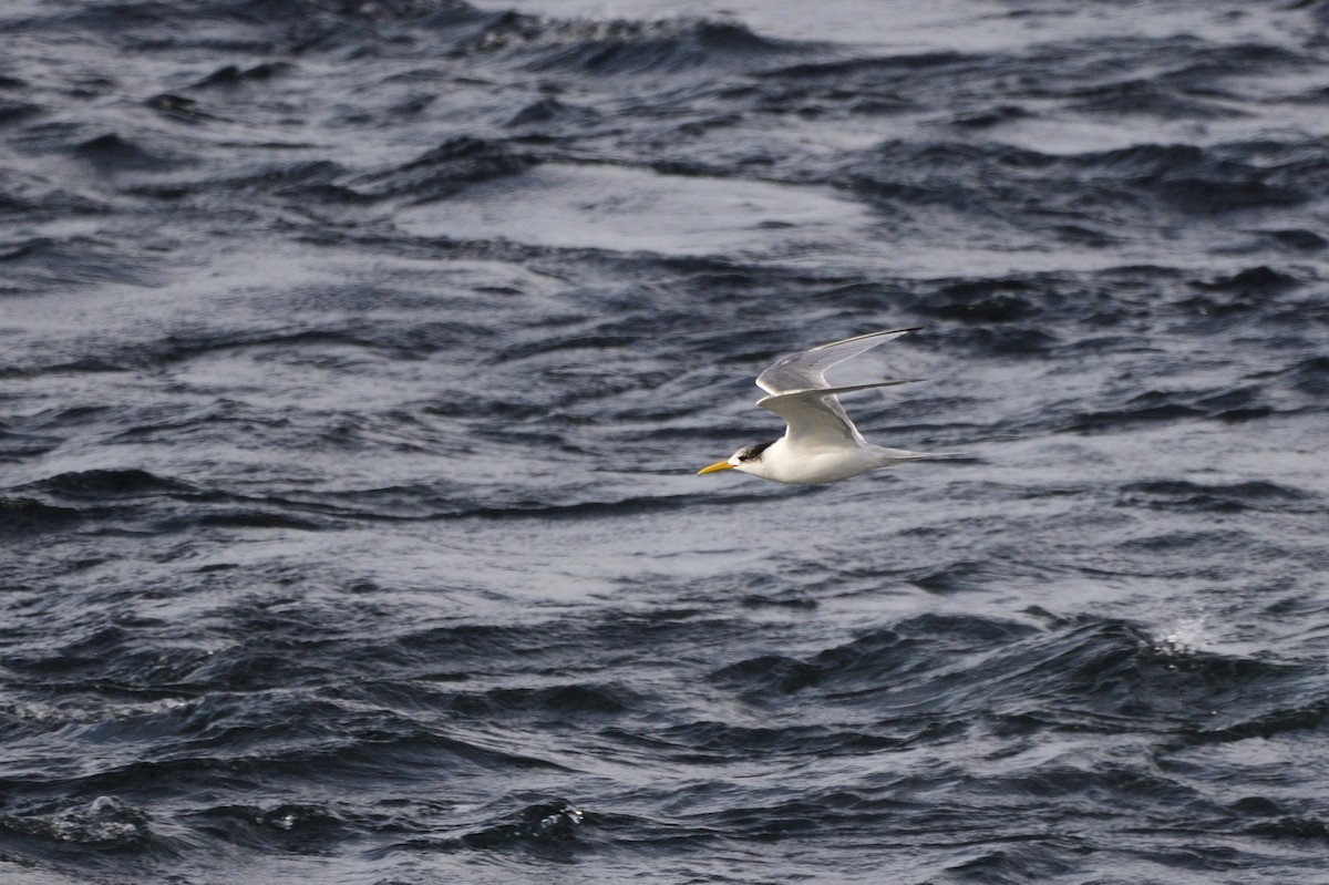 Great Crested Tern - ML620818350