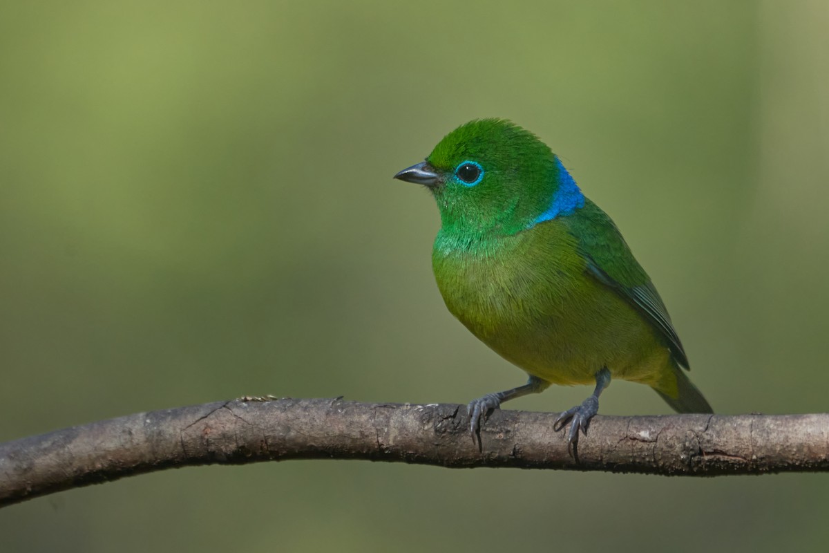 Blue-naped Chlorophonia - ML620818356