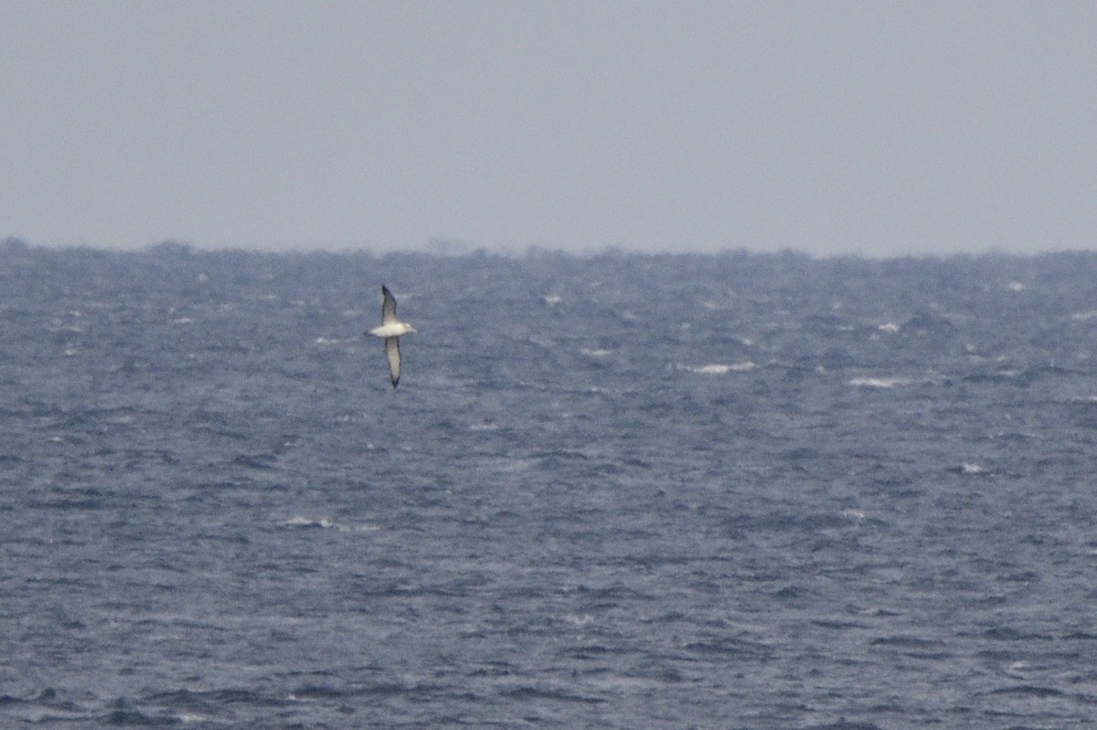 White-capped Albatross - ML620818359