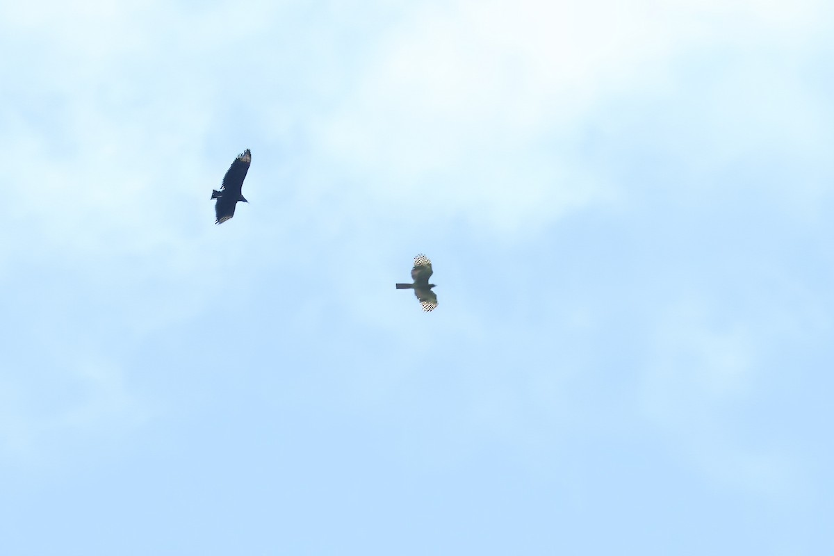 Hook-billed Kite - ML620818361