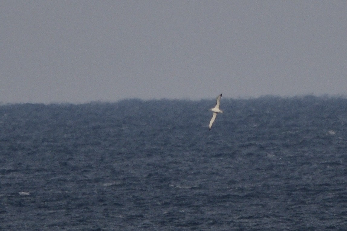 White-capped Albatross - ML620818365