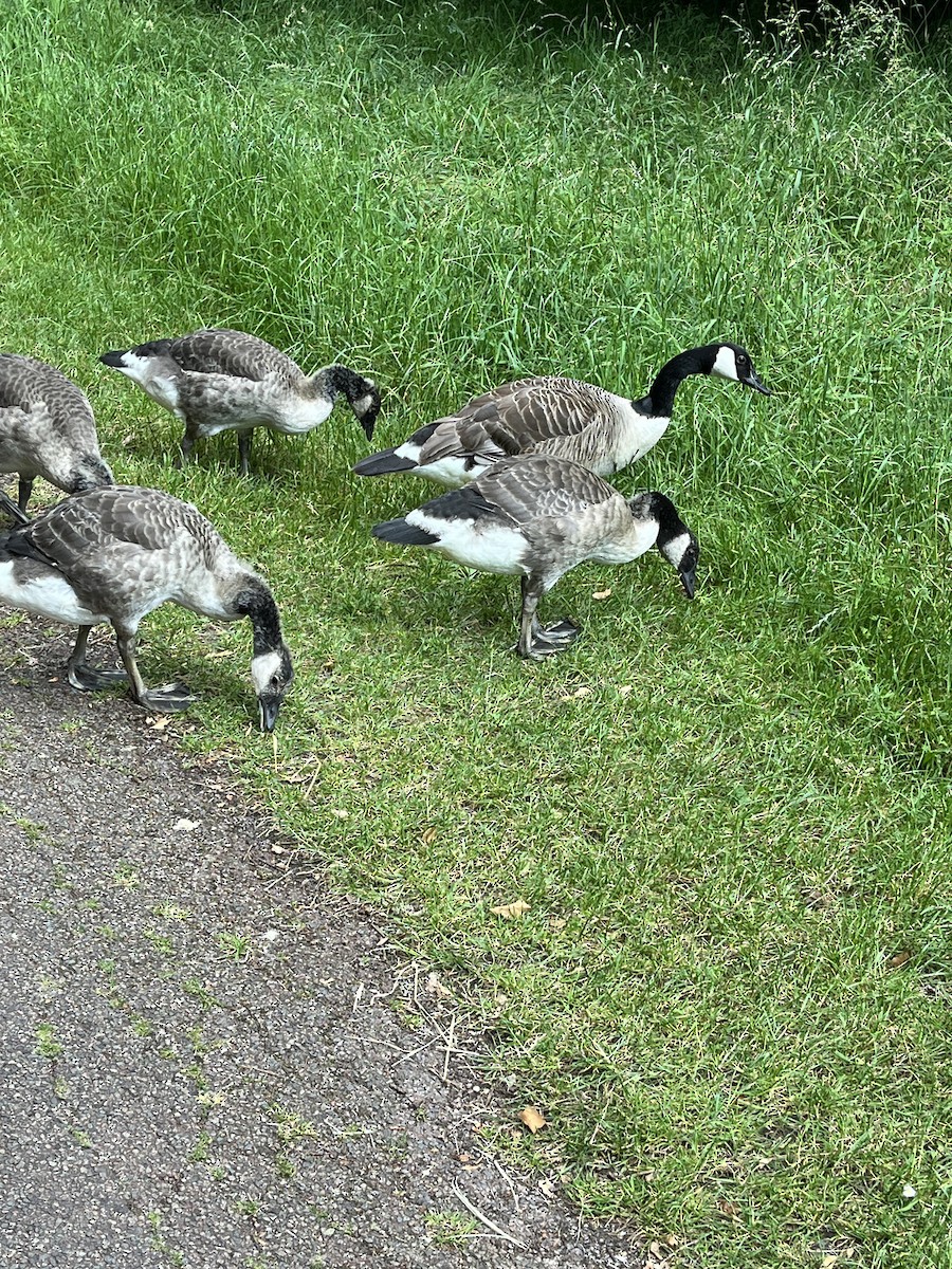 Canada Goose - ML620818366