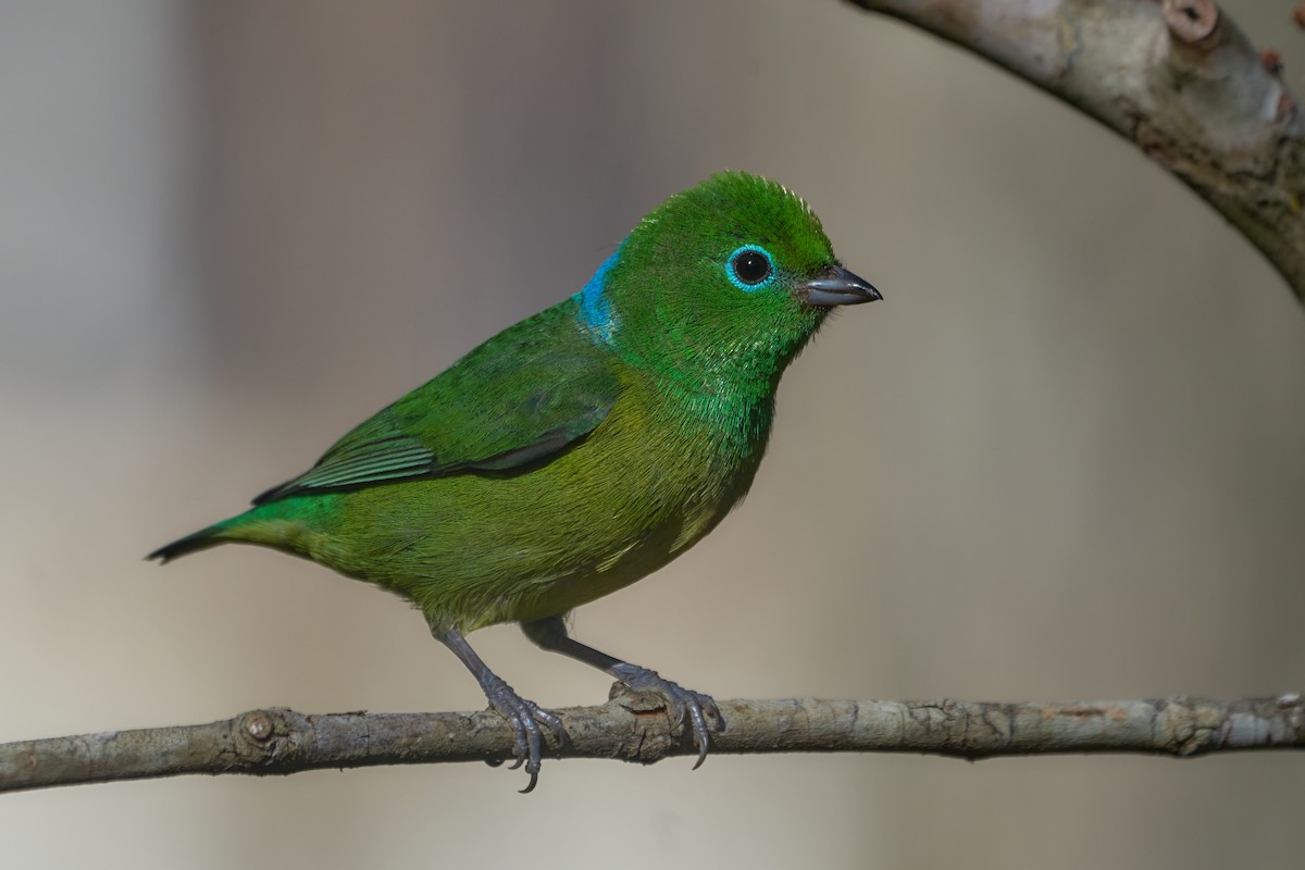 Blue-naped Chlorophonia - ML620818367