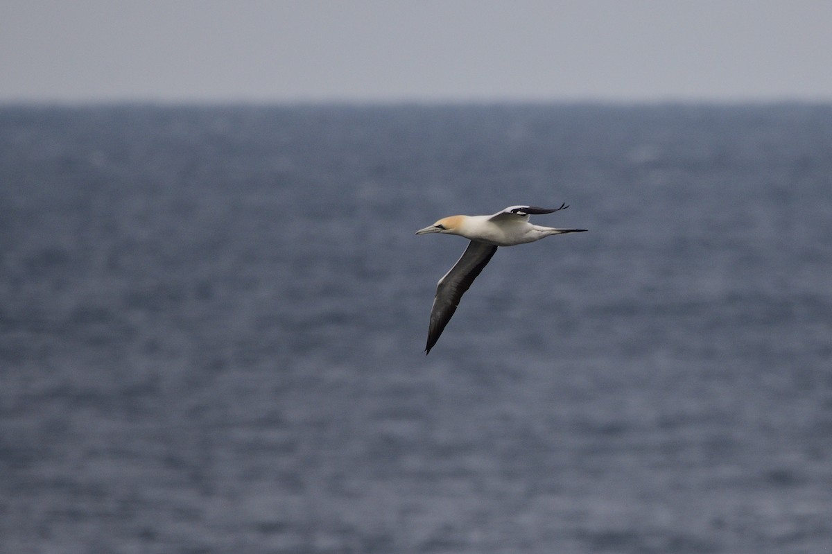 Australasian Gannet - ML620818368