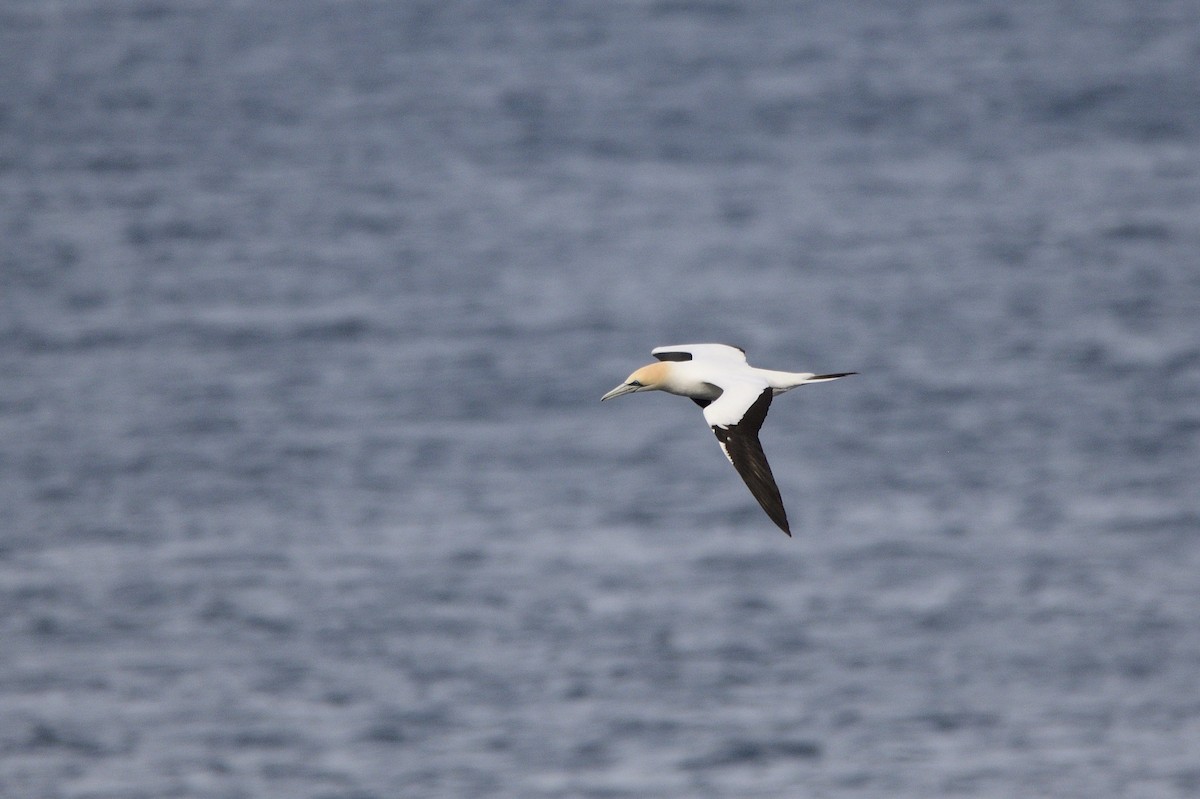 Australasian Gannet - ML620818369