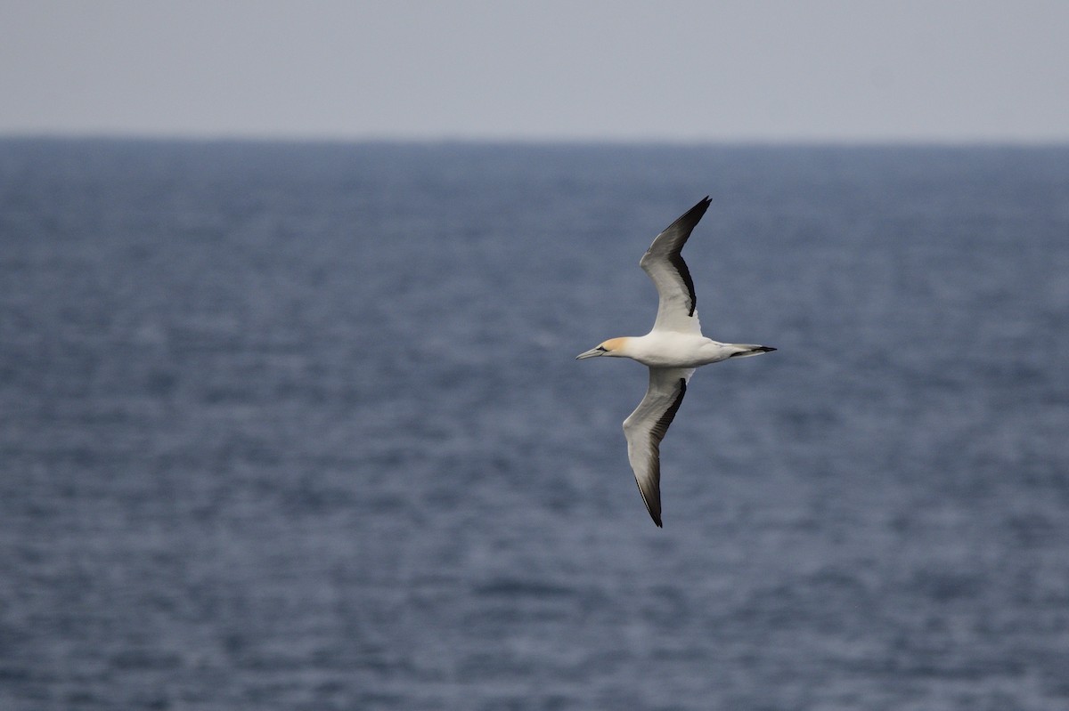 Australasian Gannet - ML620818370