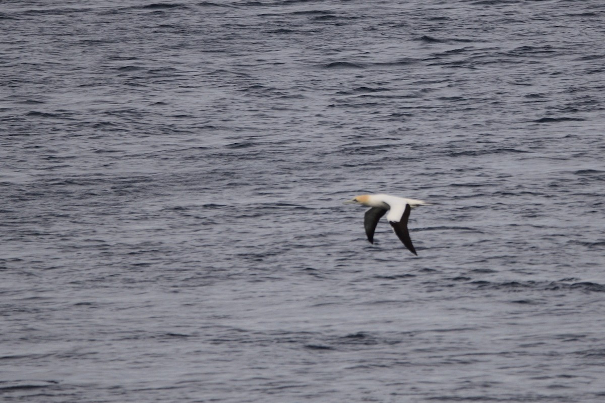 Australasian Gannet - ML620818371