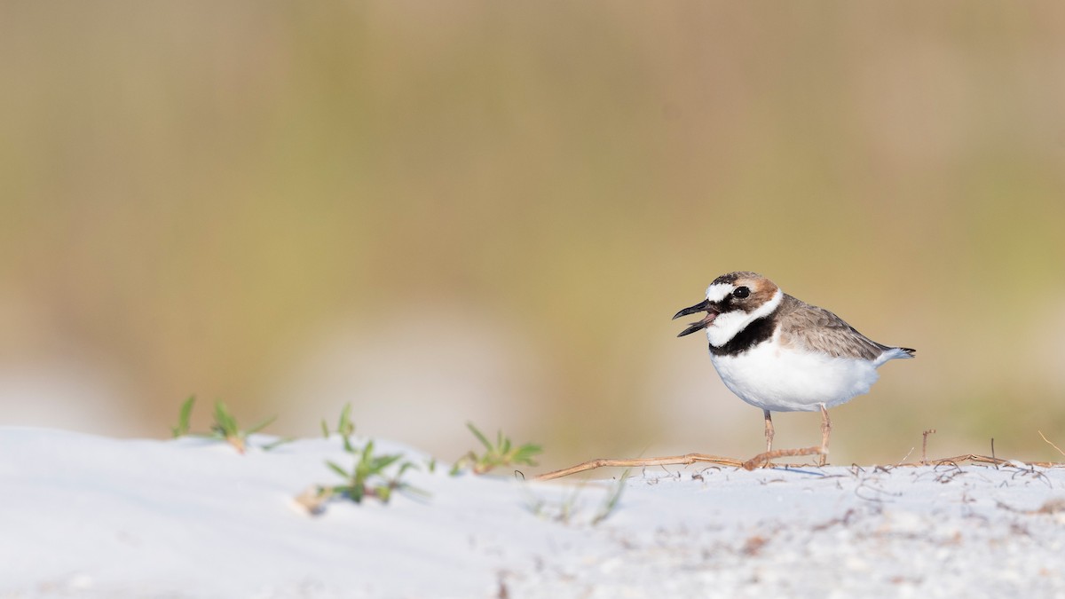 Wilson's Plover - ML620818372