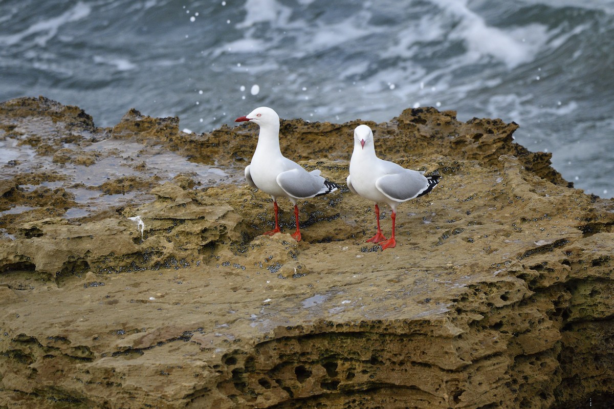 Gaviota Plateada - ML620818374