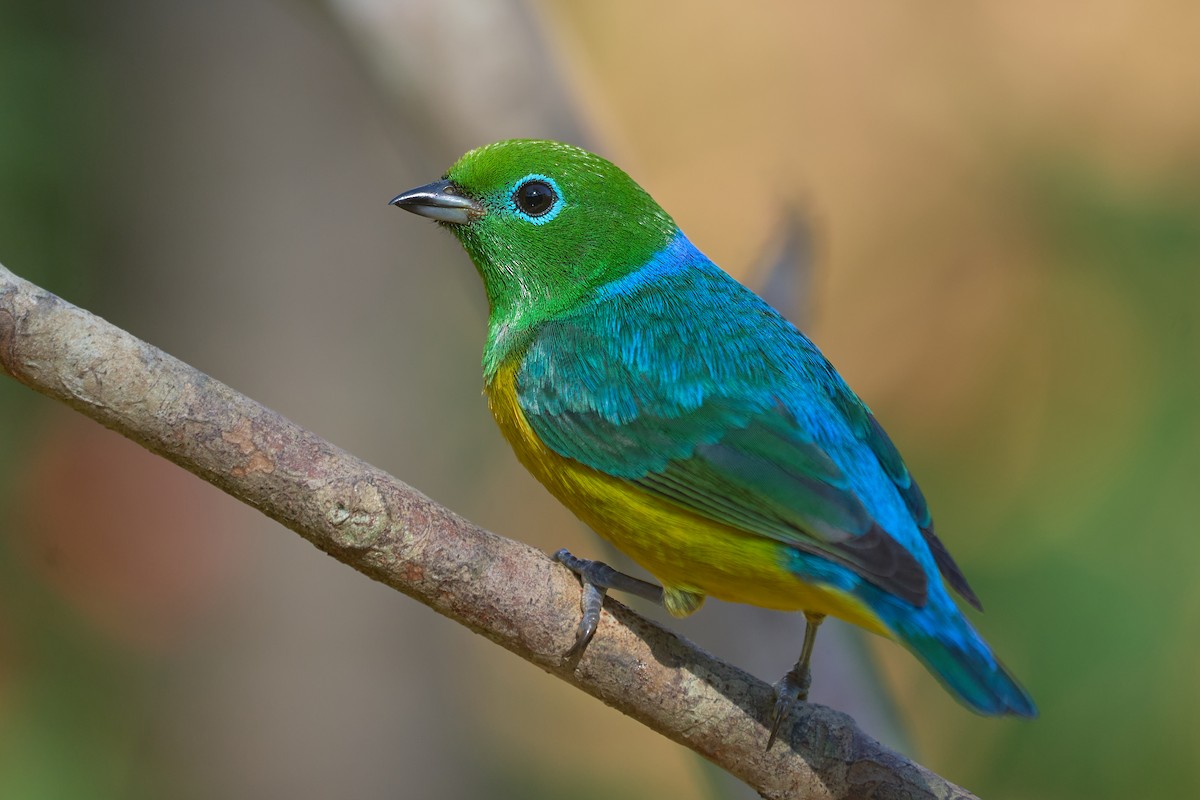 Blue-naped Chlorophonia - ML620818375