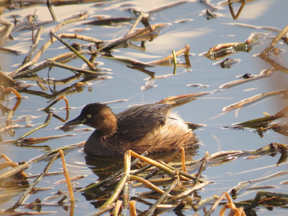 Little Grebe - HITOSHI IIZUMI